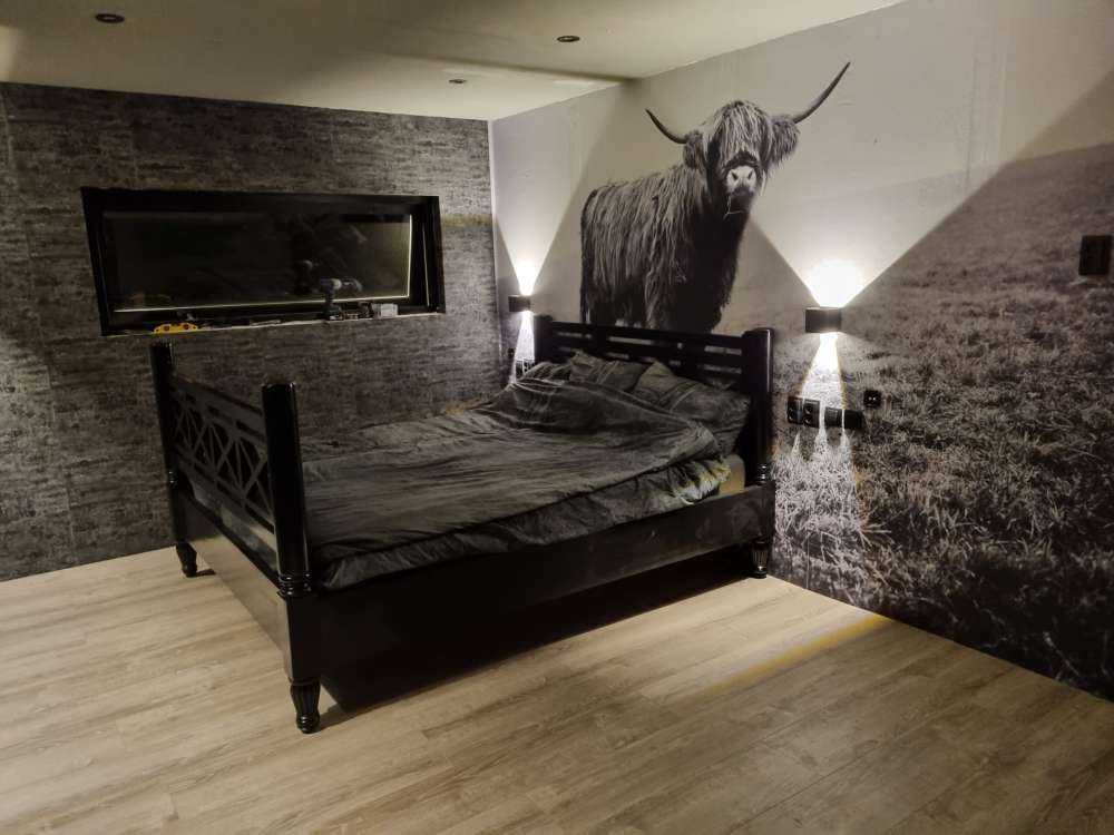 Skotske høyland i gresset