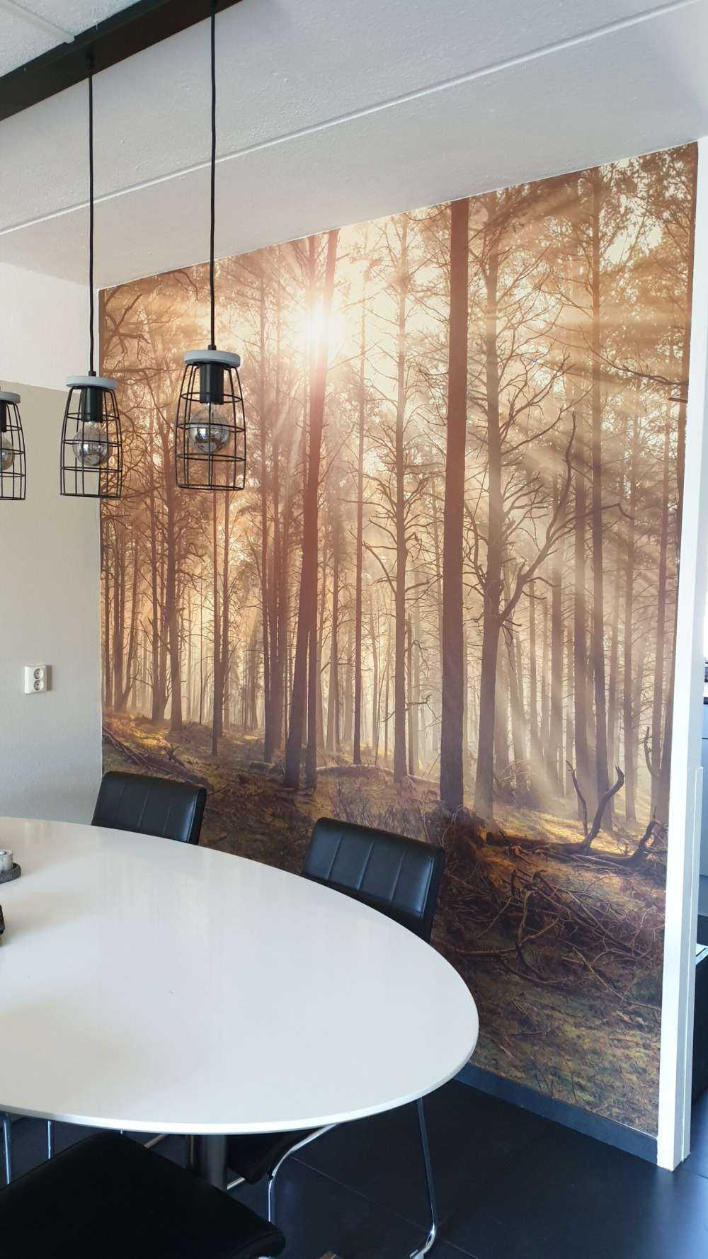 Skog med høye trær