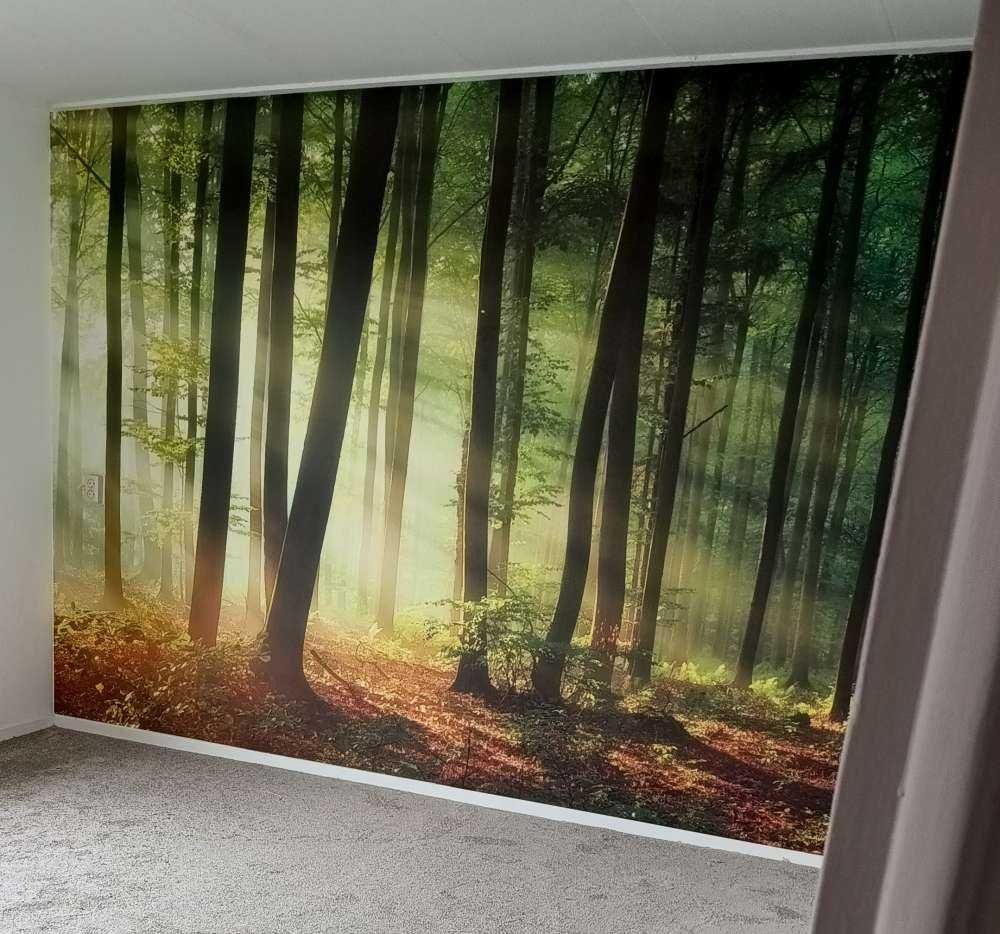 Morgonsol blockerar träden