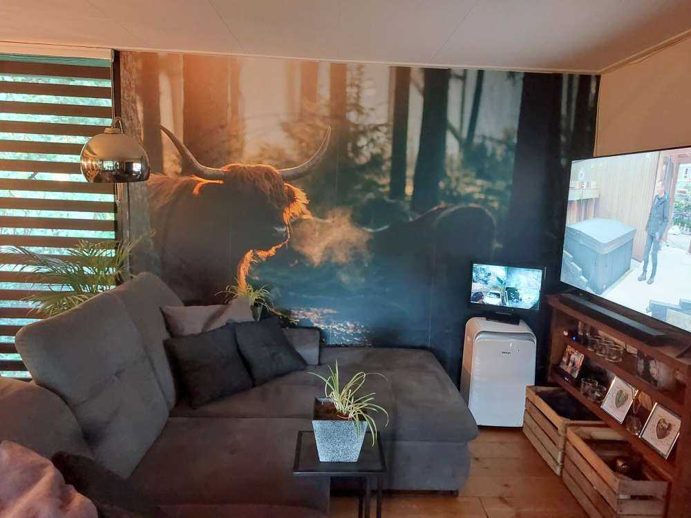 Scottish Highlander i morgenlys