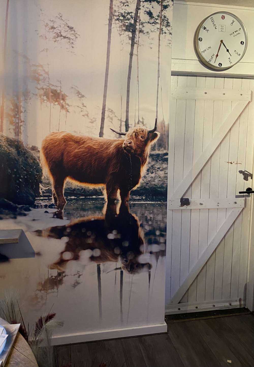 Skotsk highlander i vandet