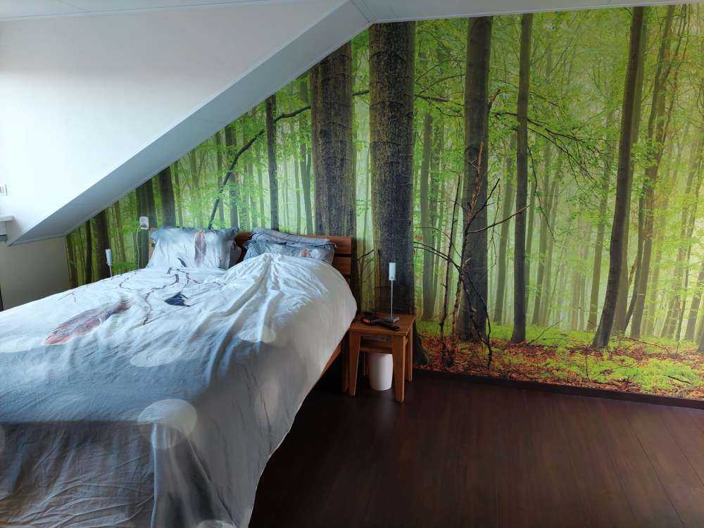 Skog av bokträd