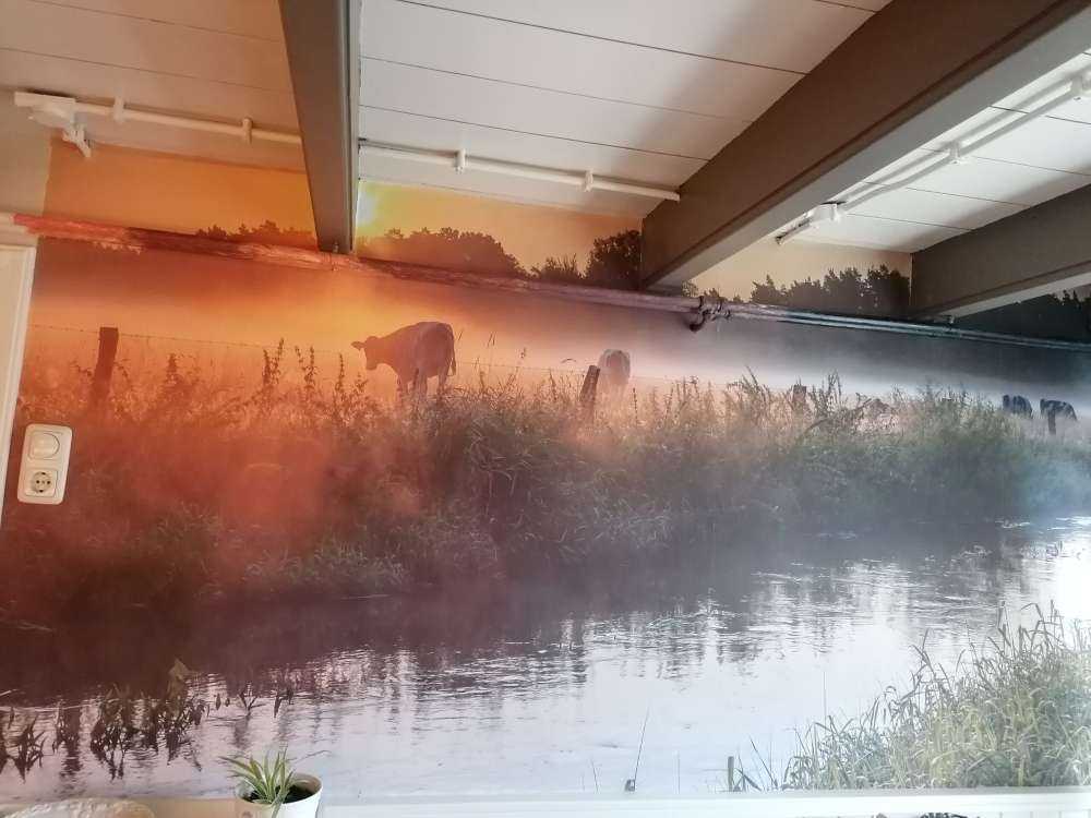 Køer på engen