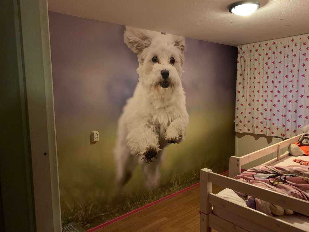 Løpshund