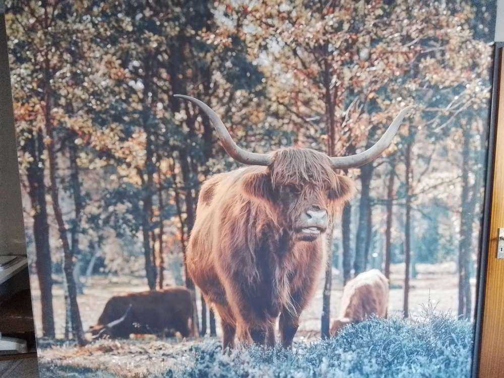 Skotsk höglandsman vid skogens utkant