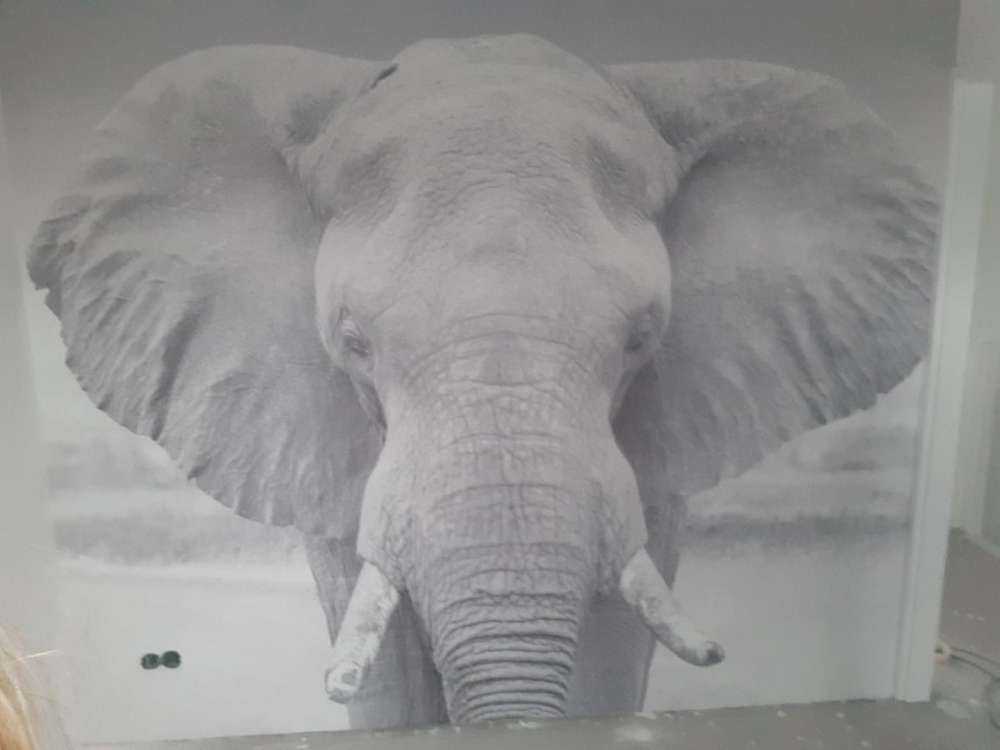 Elefant svartvitt