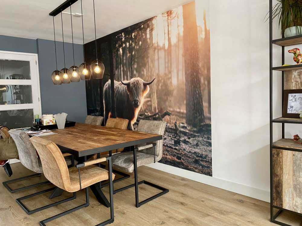 hvite skotske høylandet