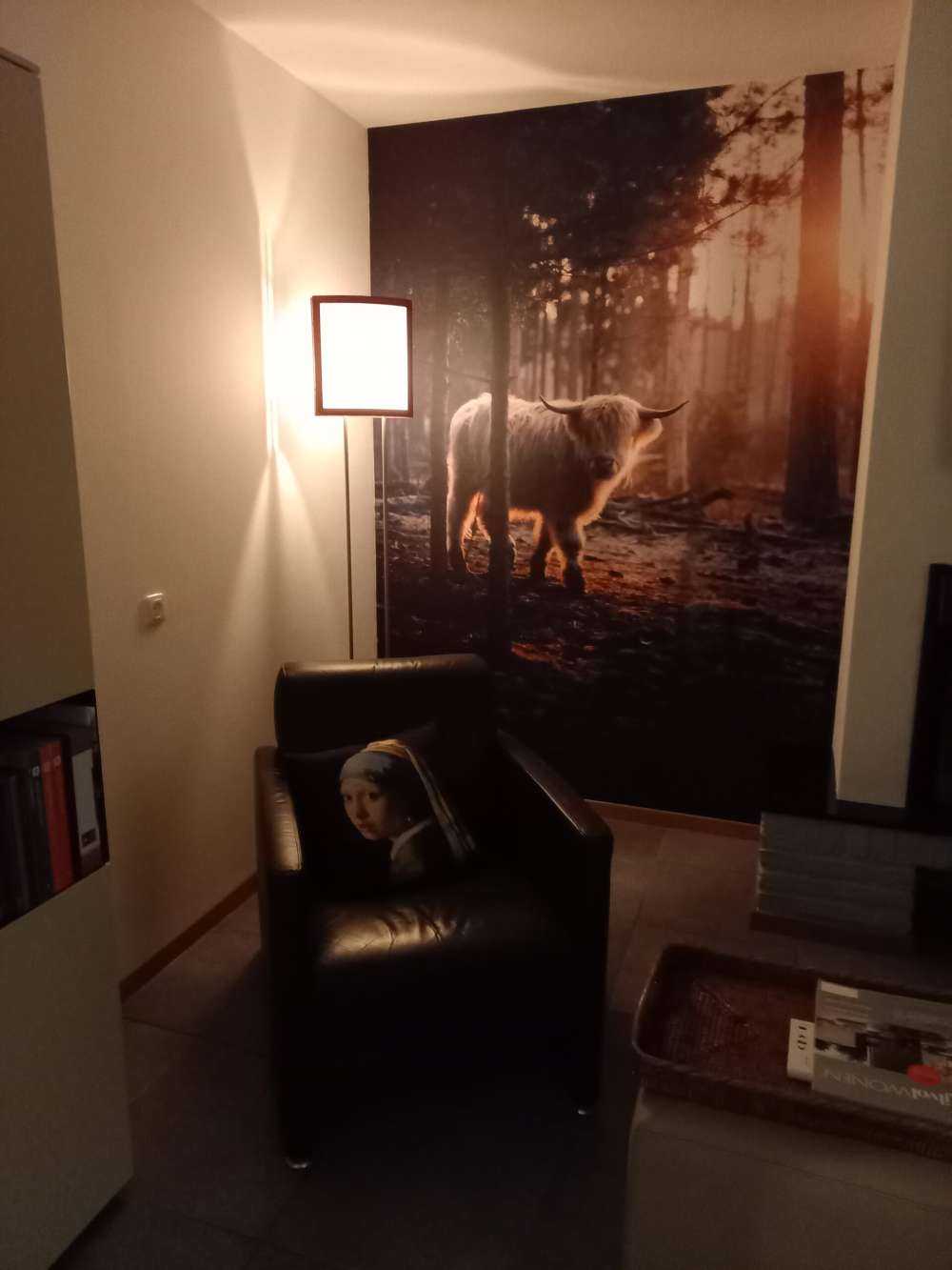 hvite skotske høylandet