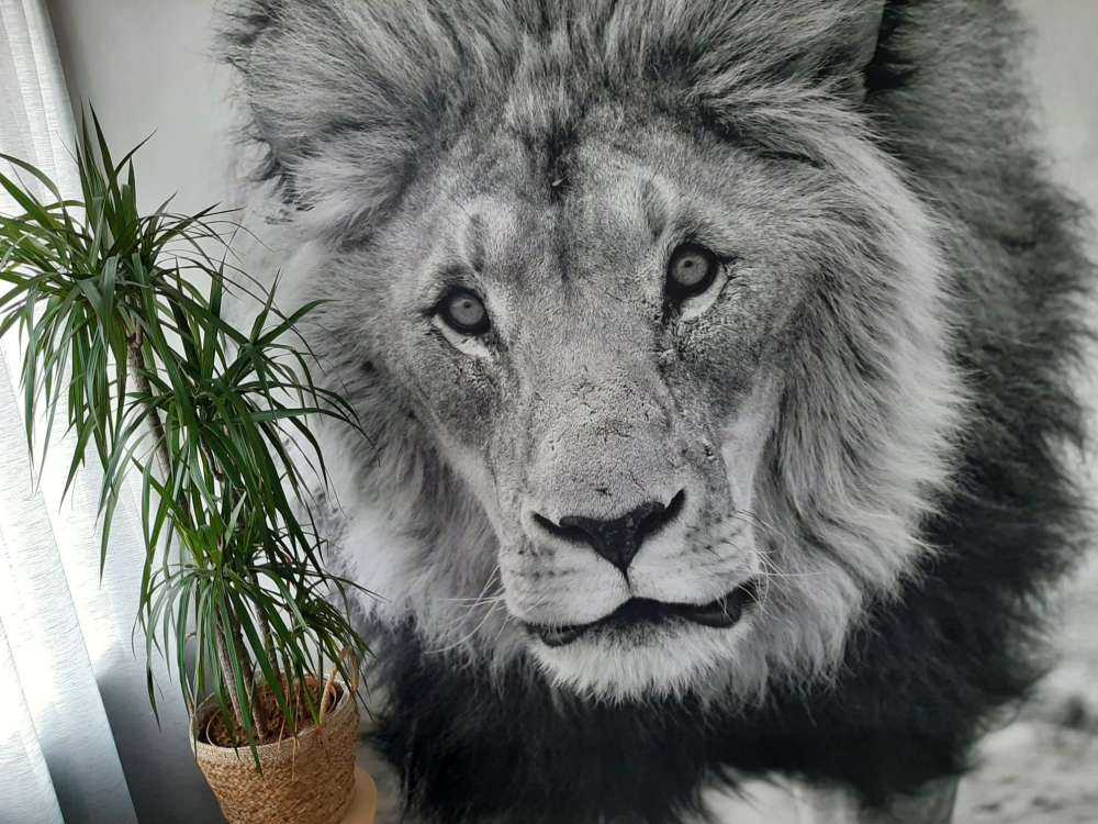Lion Close Up