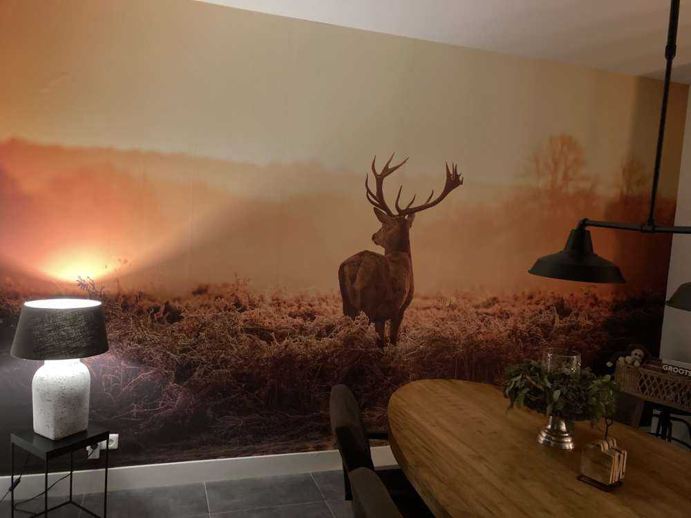 Rådjur i soluppgång