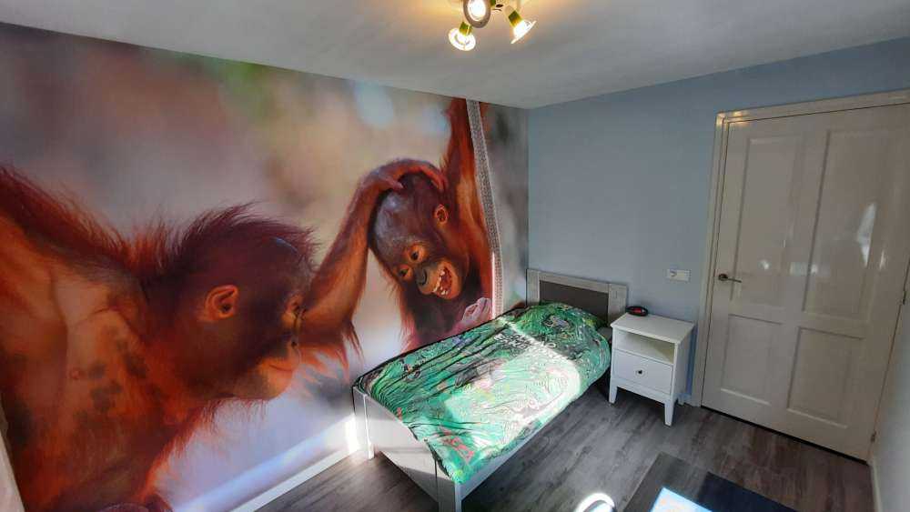 Baby orangutanger