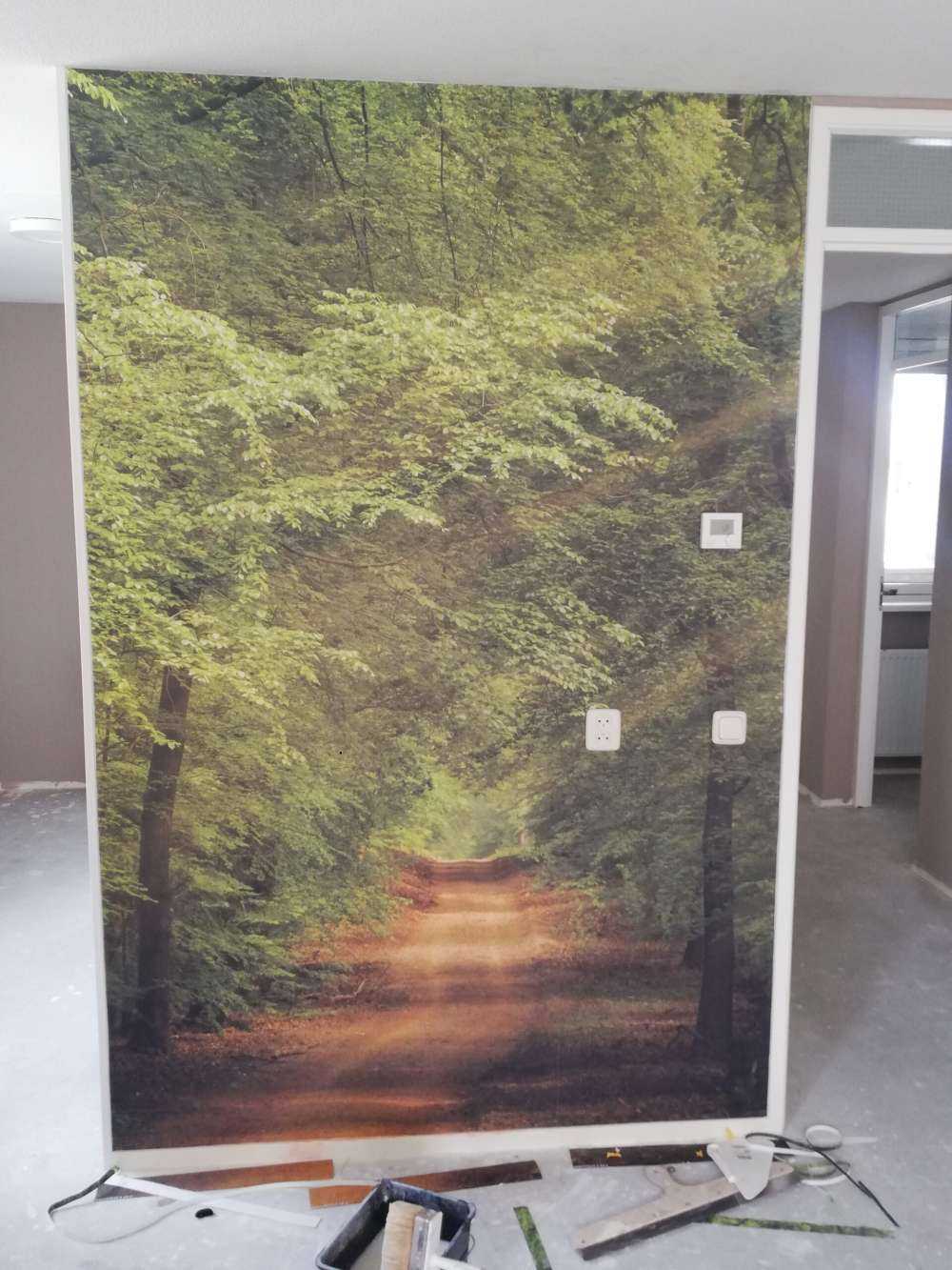 Padde i skogen med solstråler