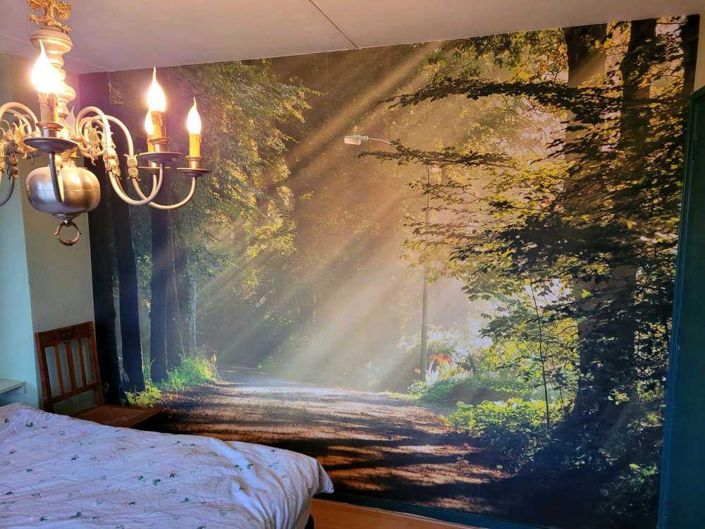 Solstrålar genom träden