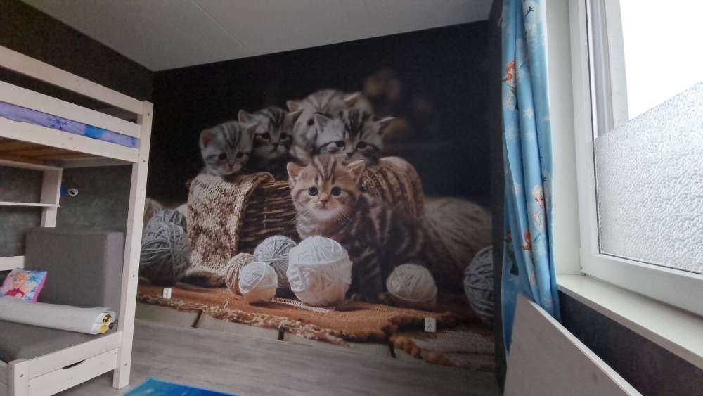 Kattungar med ull