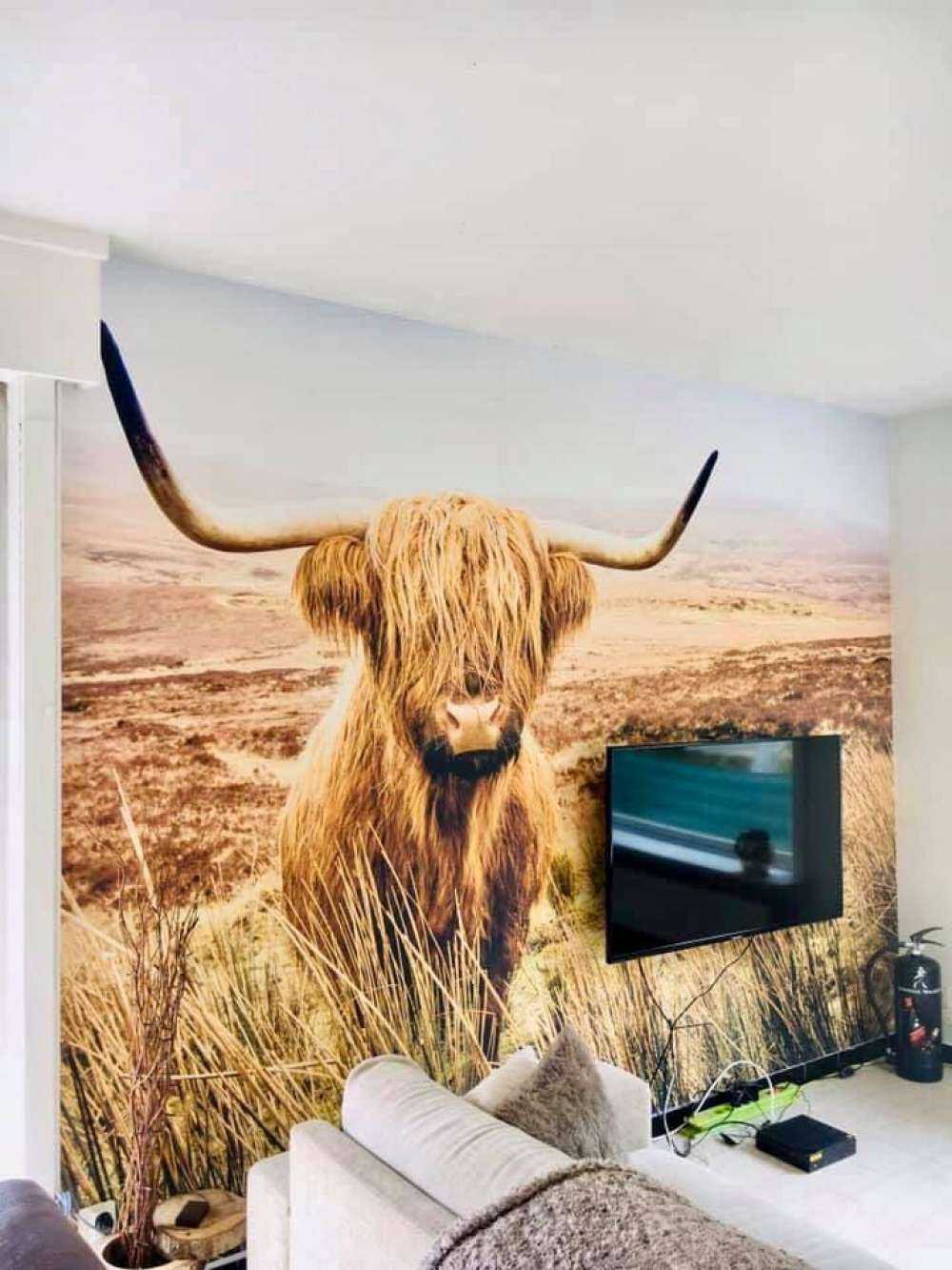 Scottish højlander med siv