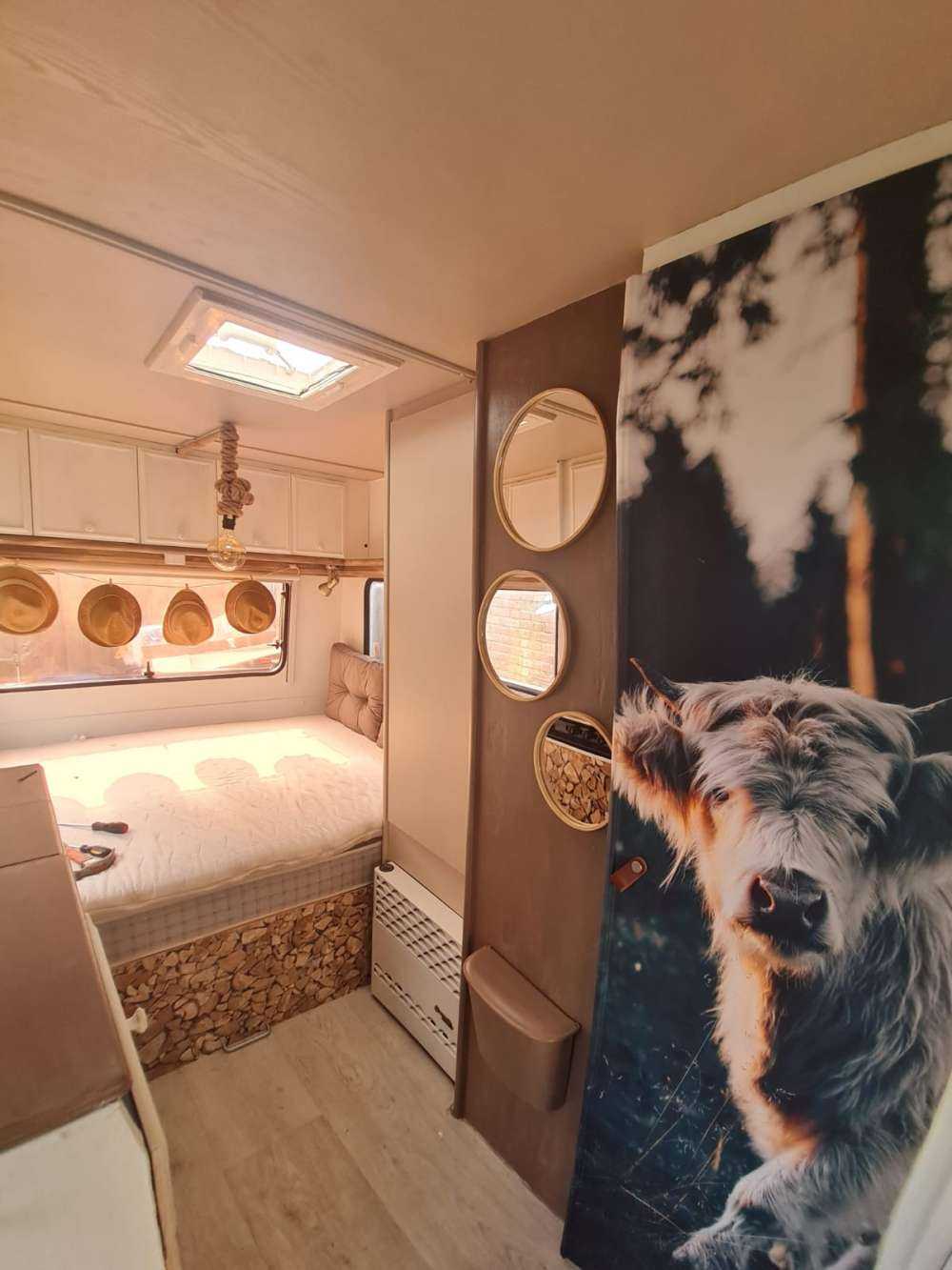 Skotsk highlander-unge