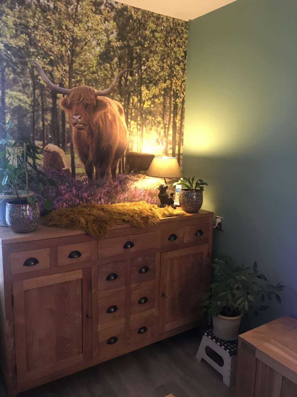 højlanders i naturreservat