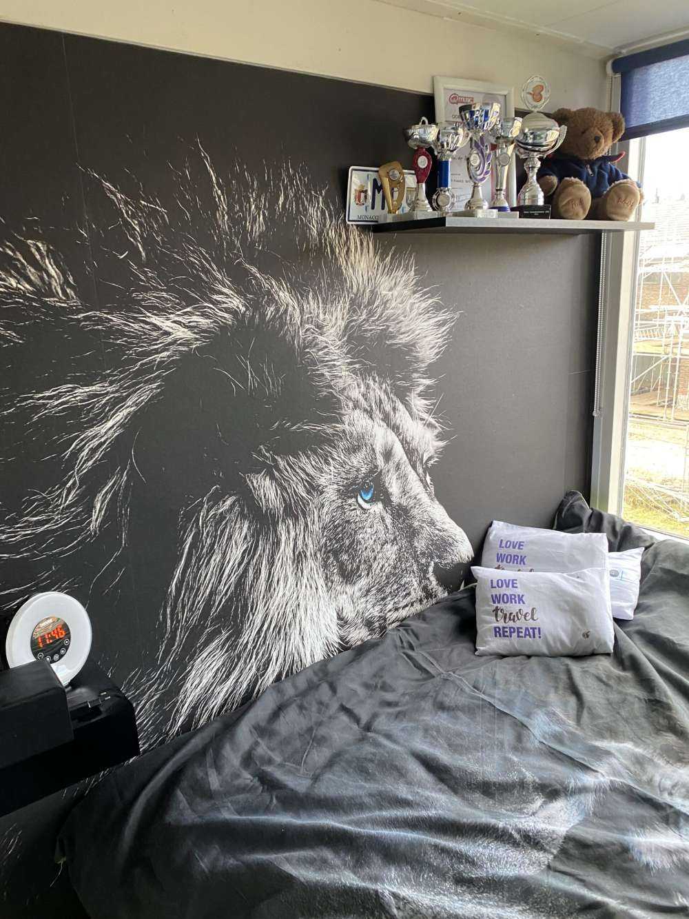 Lejon med blå ögon