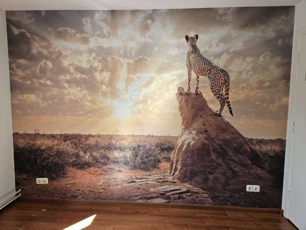Sundown Cheetah