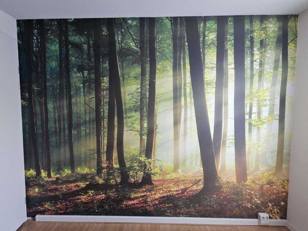 Morgensol blant trærne