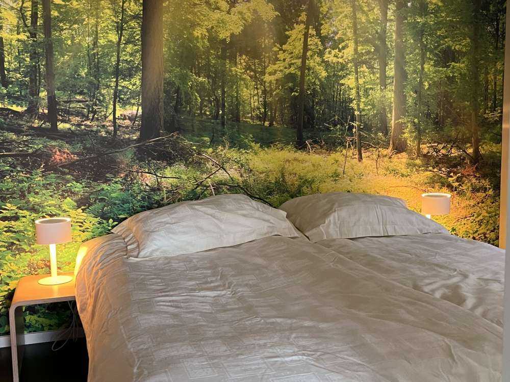 Skov med solstråler