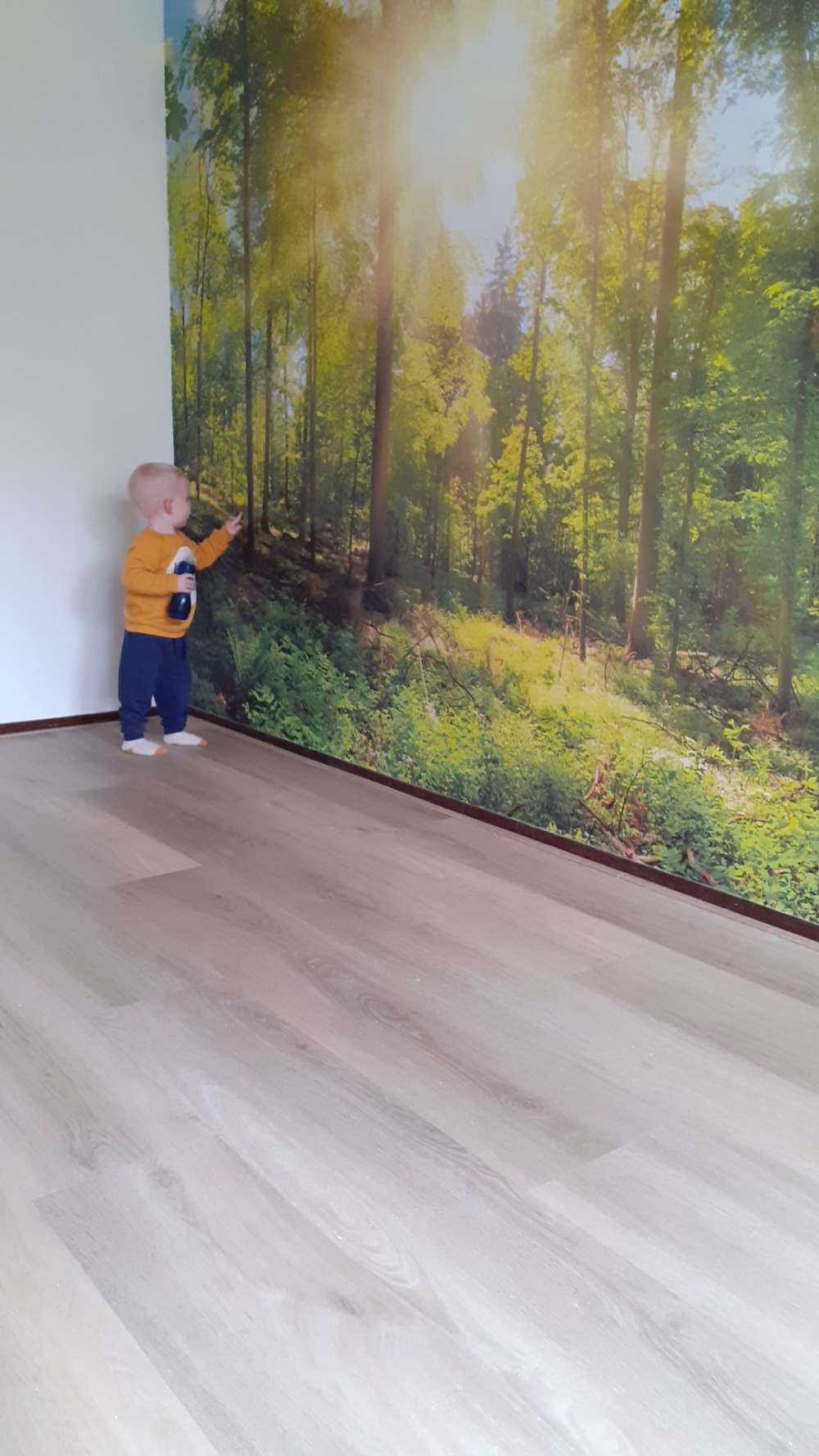 Skog med solstrålar