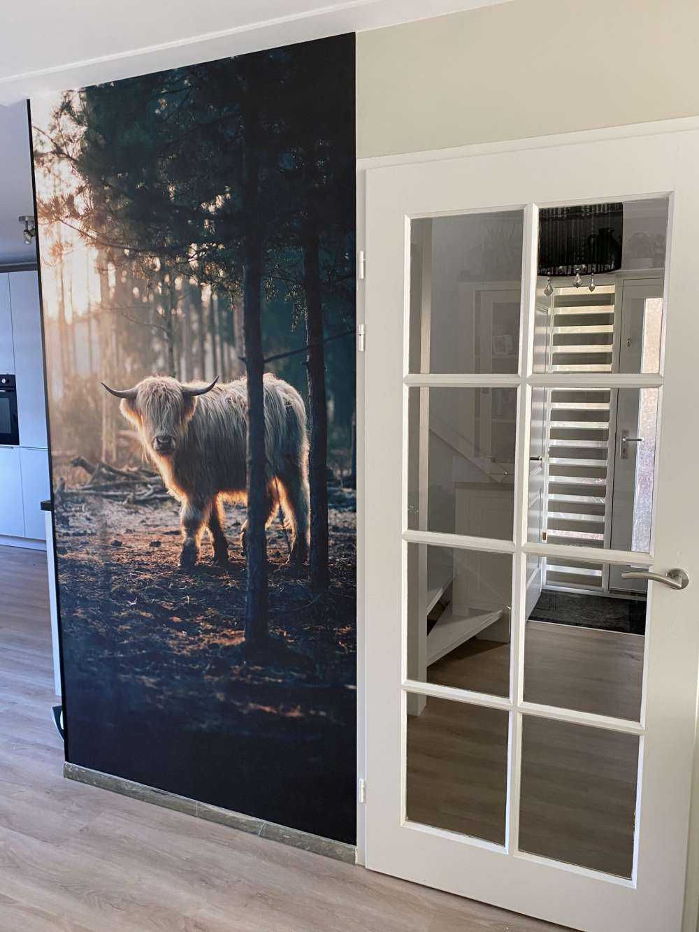 hvite skotske høylandet