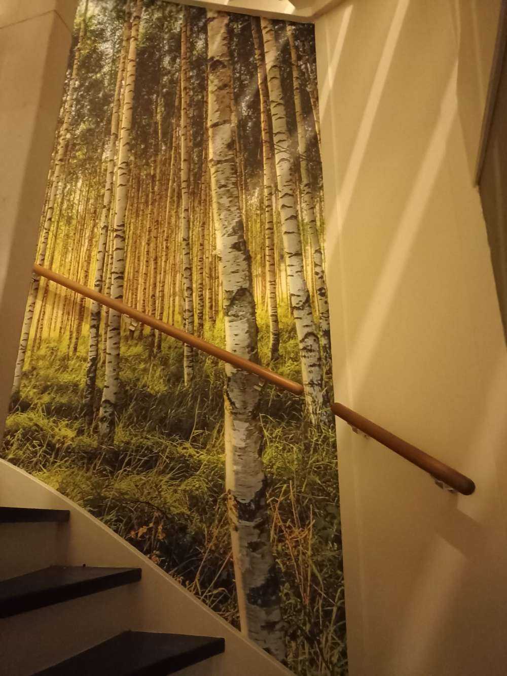 Sommer bjørkeskog