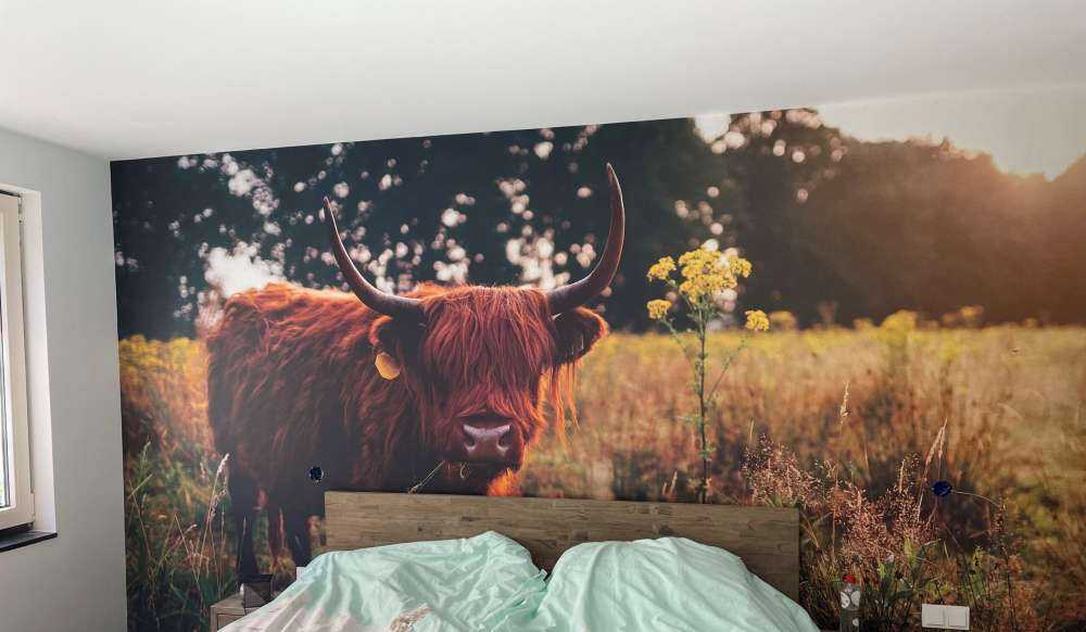 Det skotske høylandet i det høye gresset