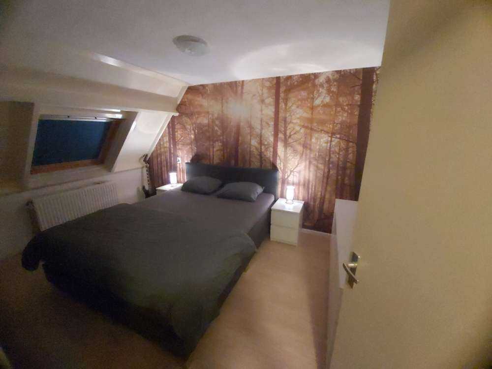 Skog med høye trær