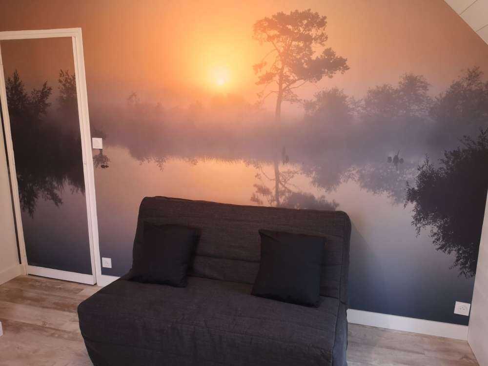 Skog med høye trær