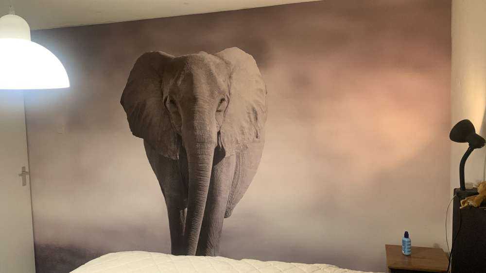 Vacker elefant