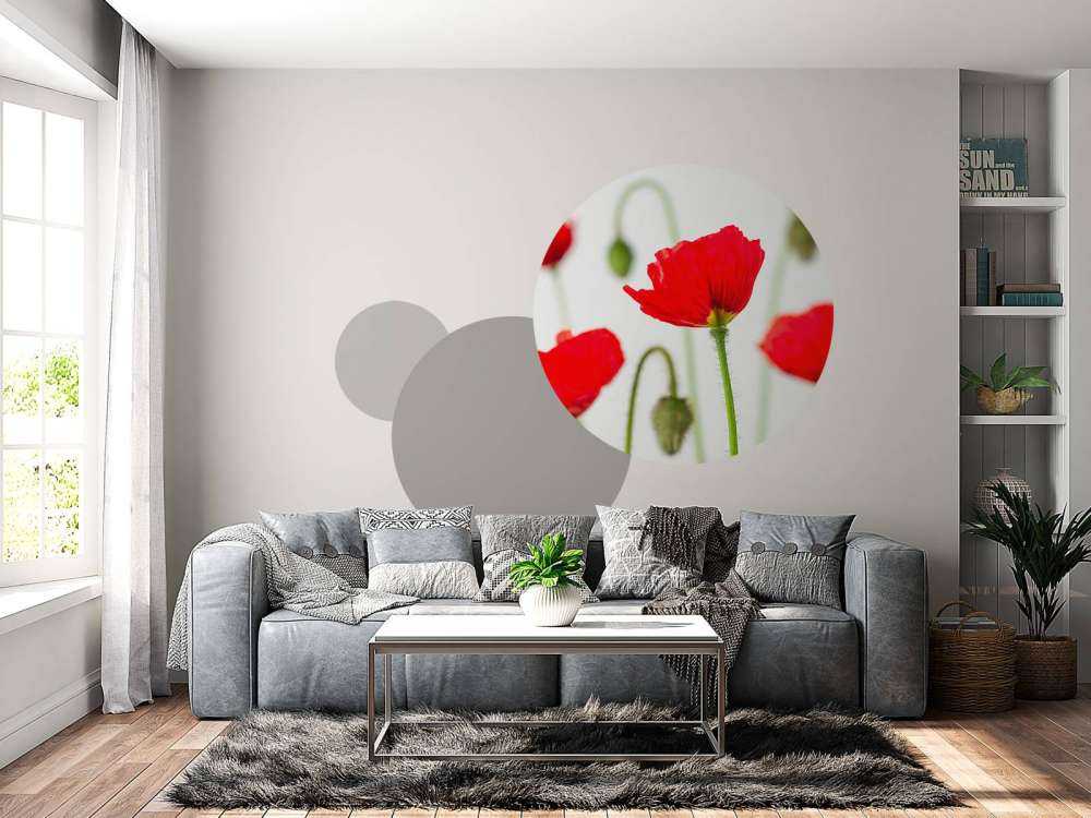 Nærbillede af røde valmuer