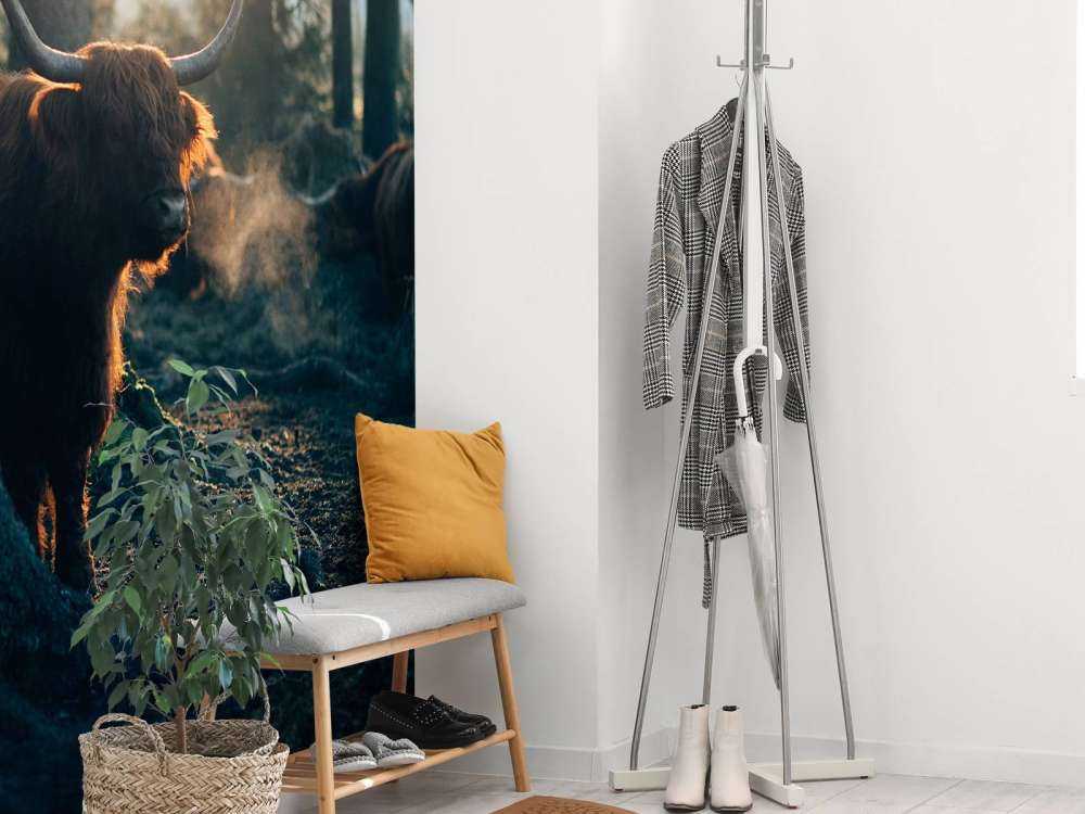 Scottish Highlander i morgenlys