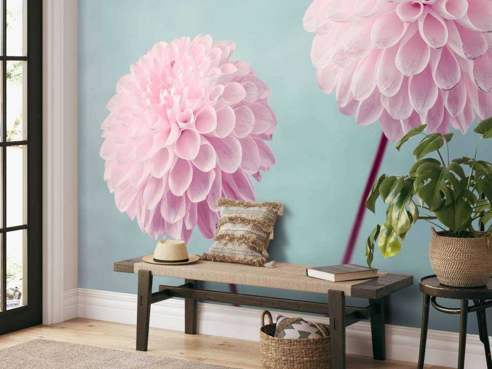 To Dahlia blomster