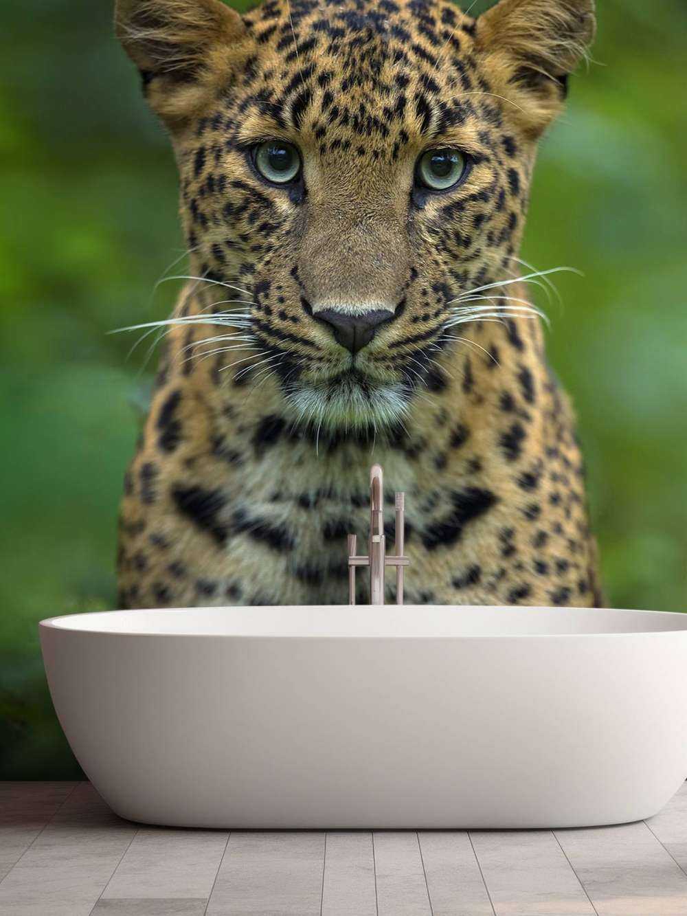 Fokuseret leopard