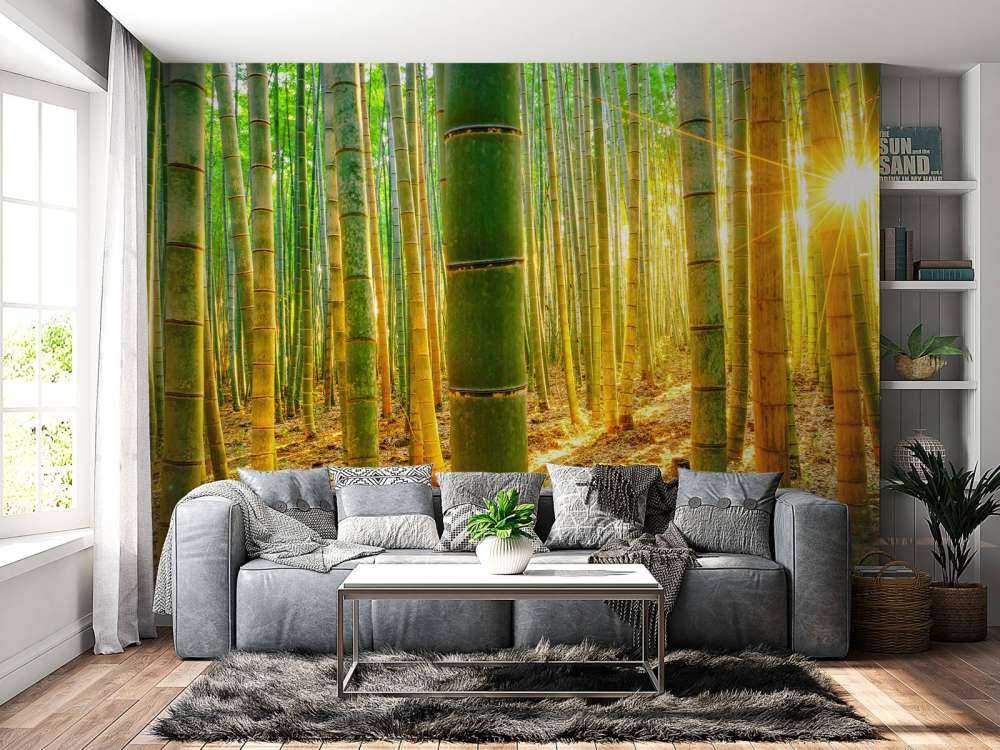 Bambuskog i soluppgång