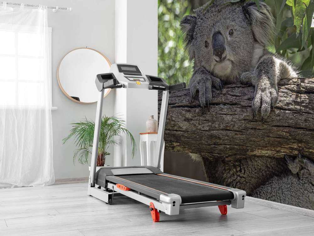 Söt koala
