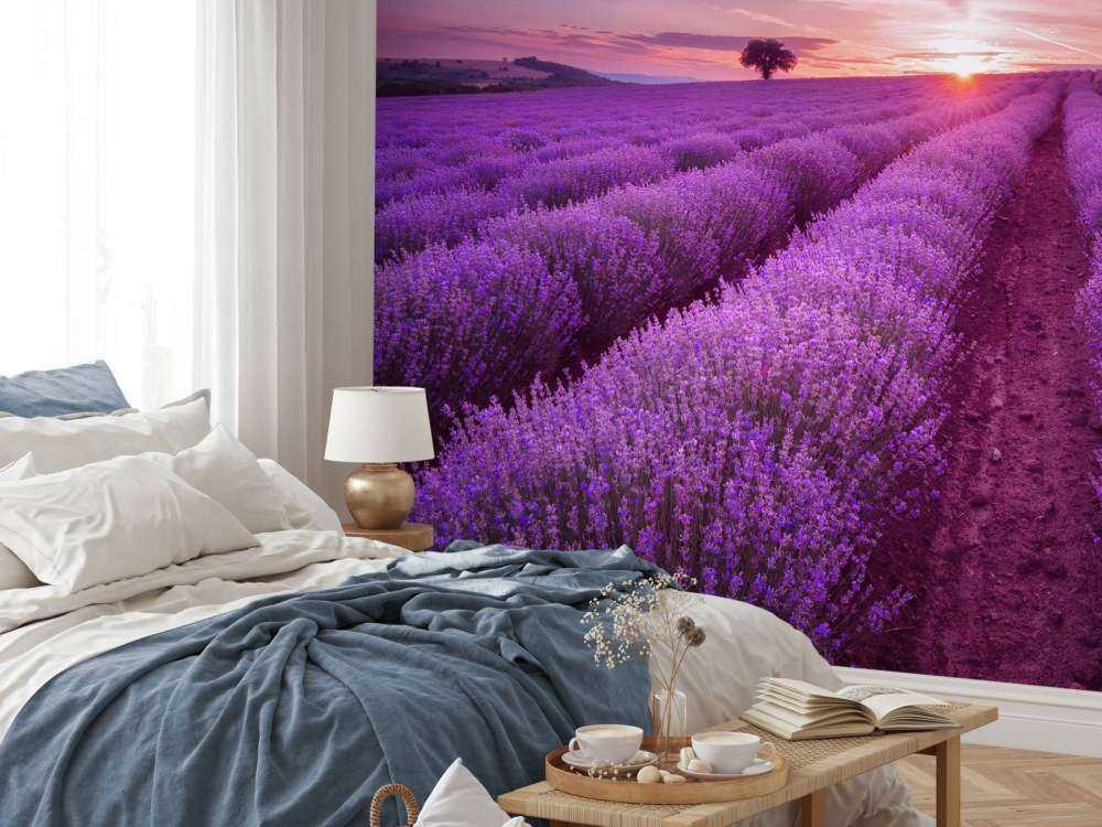 Fält fullt med lavendel