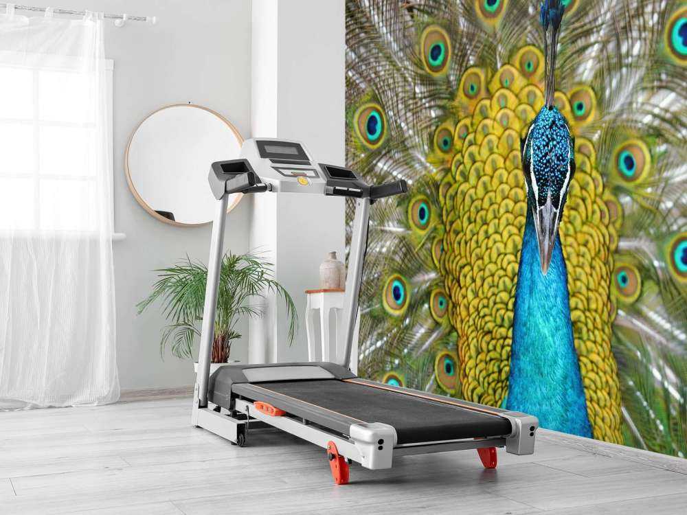 Framsida av en påfågel