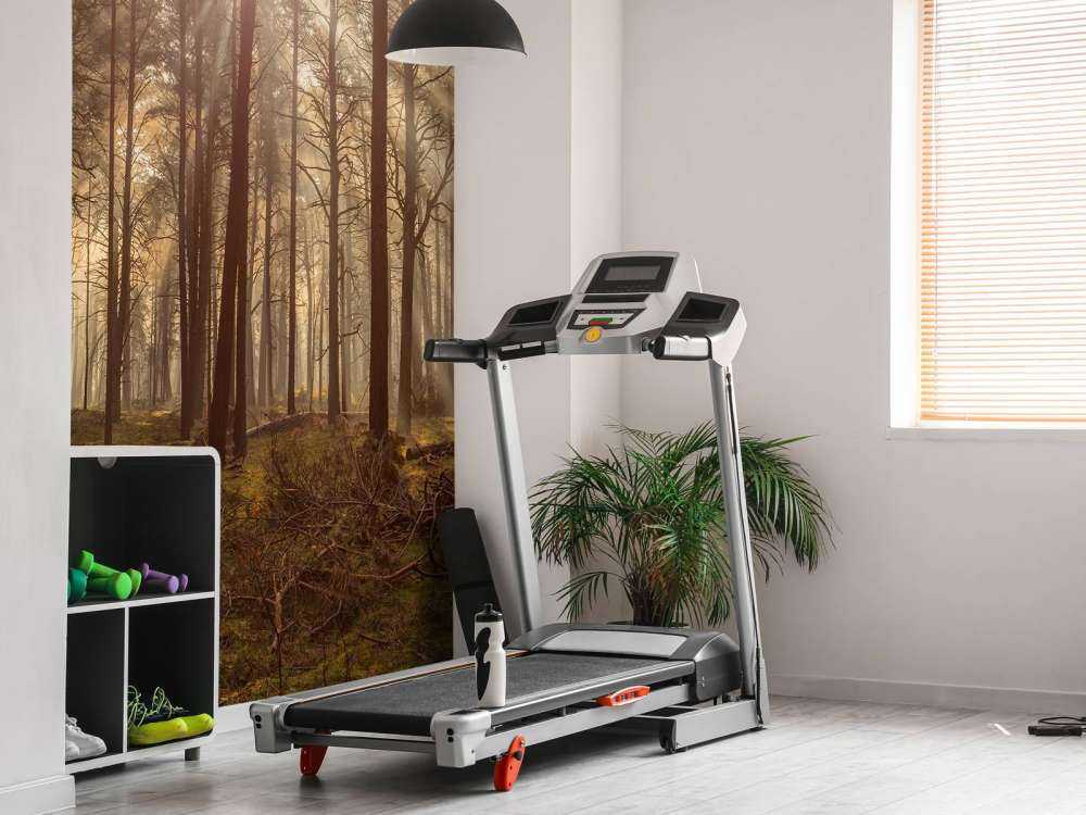 Skog med høye trær