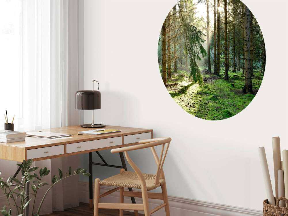 Barskog i morgensolen