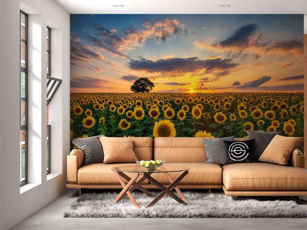 Åker full av solsikker