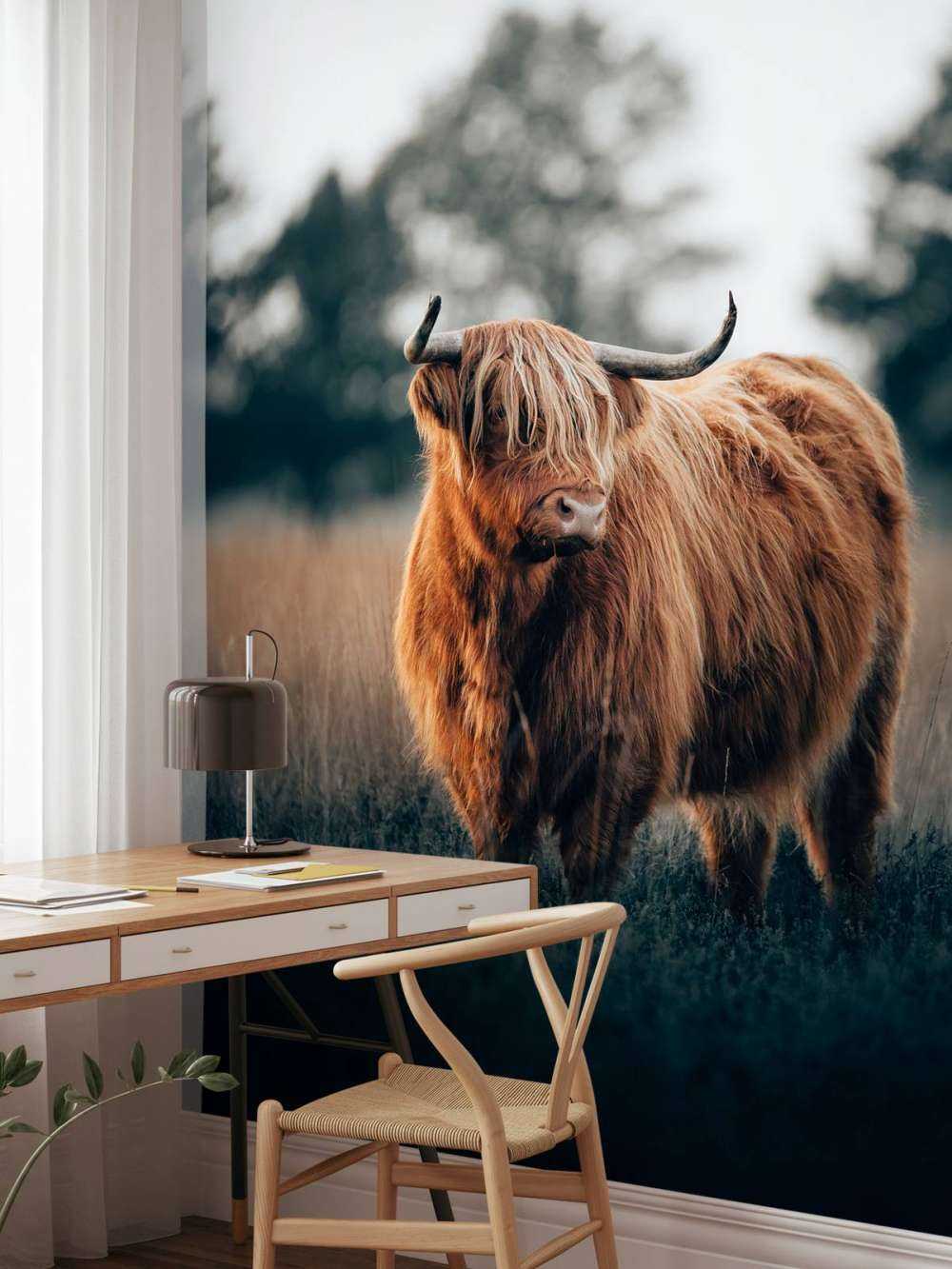 Portrett av høylandsfe