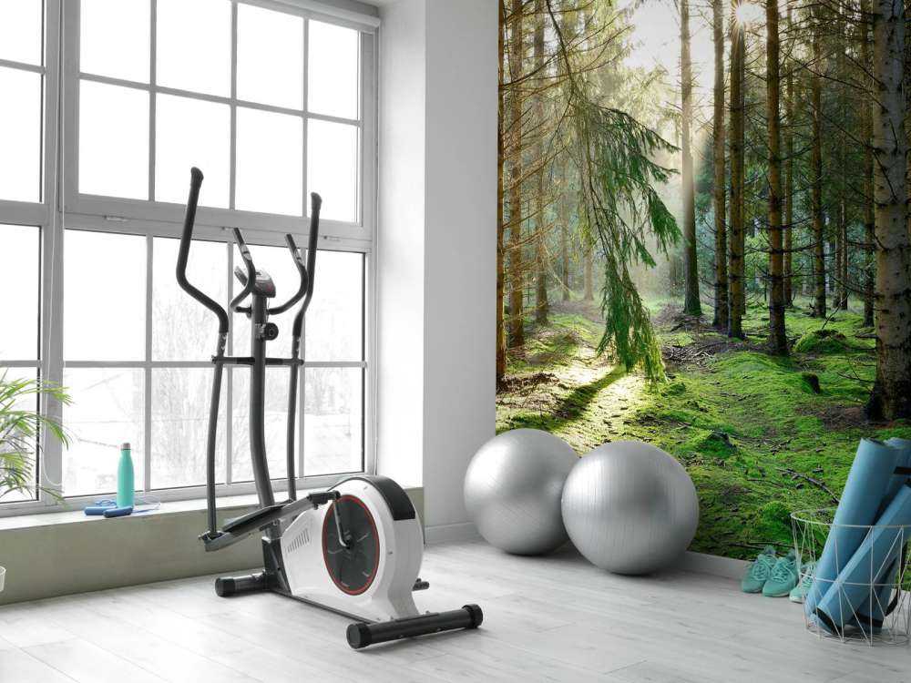 Barskog i morgensolen