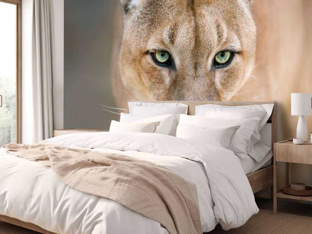 Puma på nært hgammel