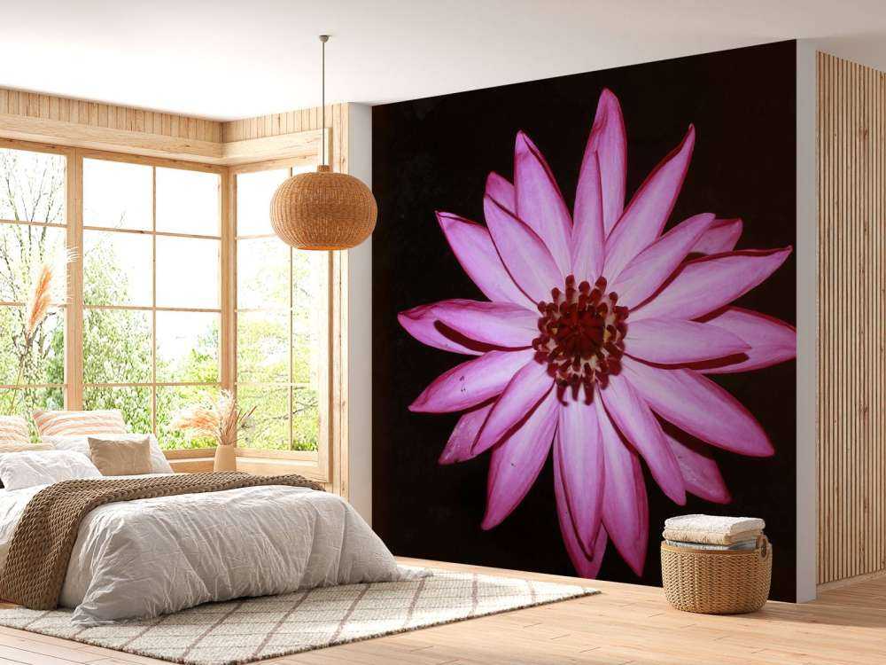 Lotusblomst ovenfra