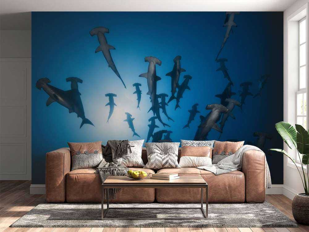 Hammerhead Shark - undervandsfotografering