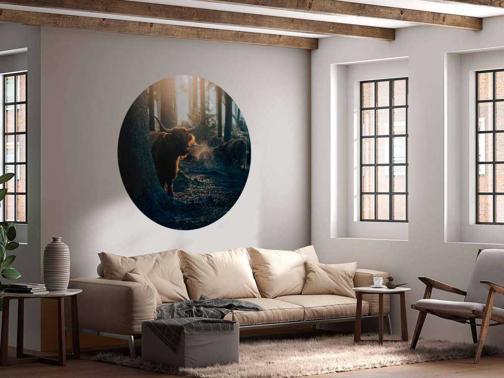 Scottish Highlander i morgenlys