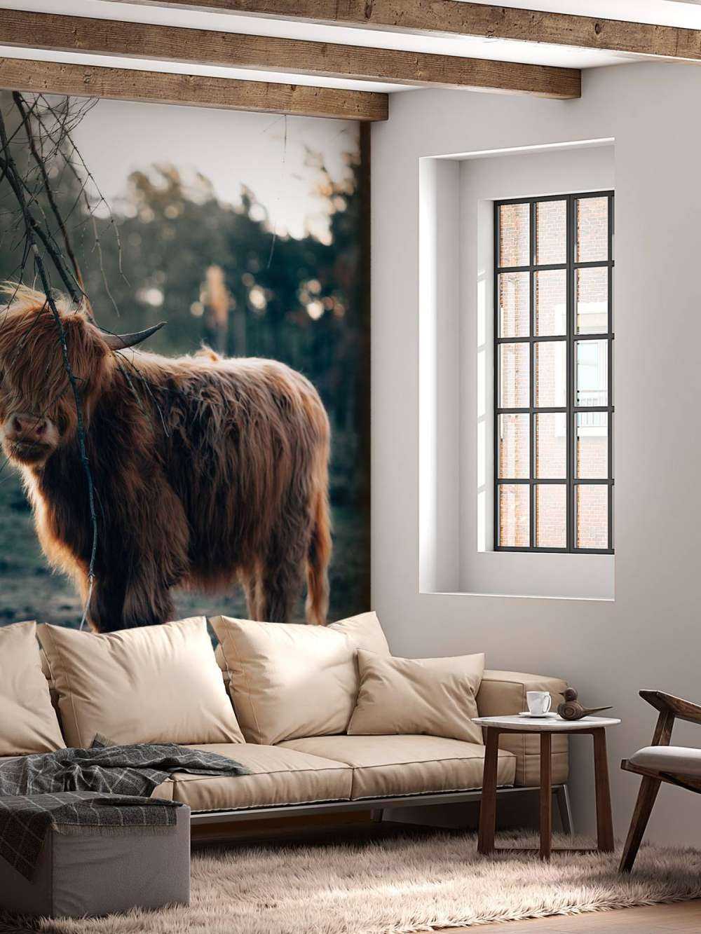 Scottish Highlander i udkanten af __skoven